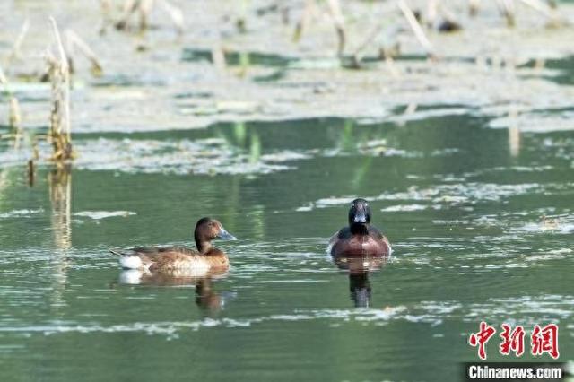 “北方水乡”微山湖已成全球极危物种青头潜鸭繁殖地