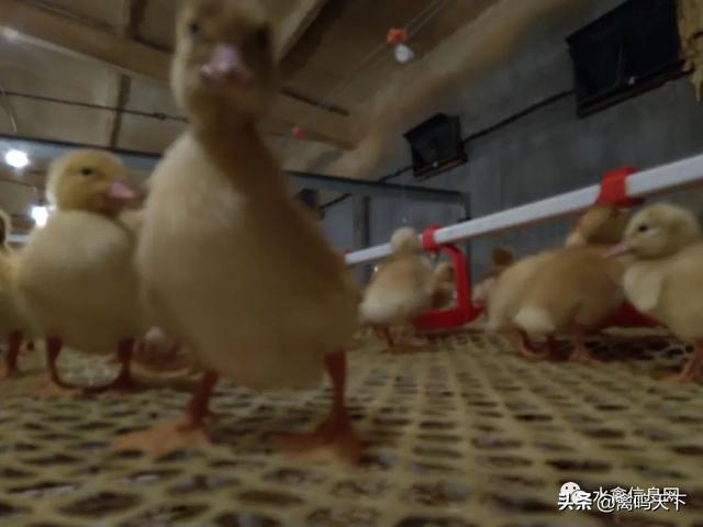 肉鸭全程管理要点与保健程序