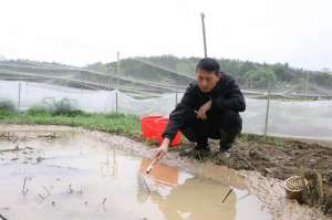 青蛙苗养殖基地(玉屏玉露村：稻蛙基地耕作忙)