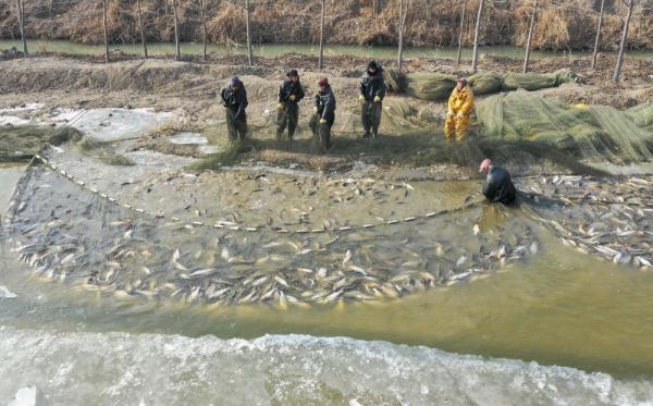 河北丰南：冬日捕鱼供应节日市场