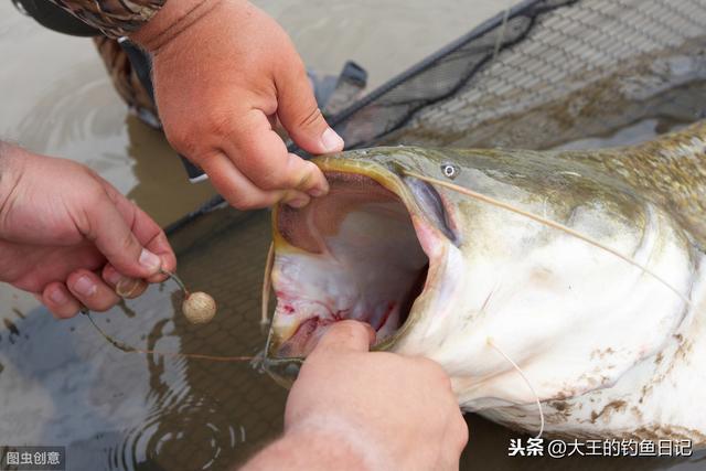 别在被谣传迷惑！营养丰富的鲶鱼不但好吃，而且钓起来也很爽