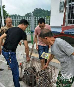 哪里有豪猪养殖基地(豪猪“拱”开脱贫路)