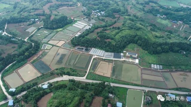 产量位居成都第一、四川第四！简阳这个水产太厉害了！