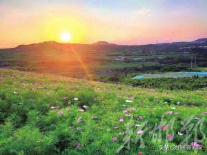 邯郸野鸡养殖基地(邯郸市复兴区：鸟语花香秀青山)