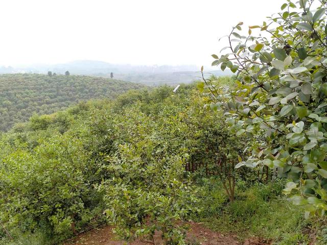 “沿着高速看河南”集中行活动之三：信阳光山县 油茶园里蹚出“致富路”