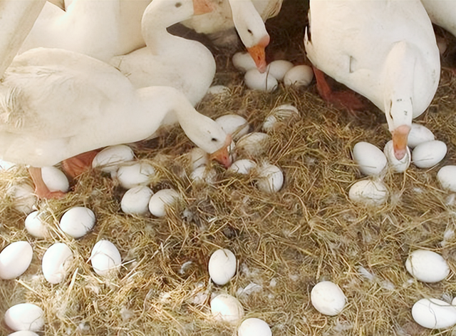 高温高湿条件下反季节生产种鹅的饲养管理