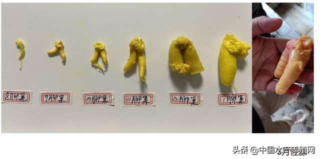 加州鲈养殖痛点剖析+风险规避要领，实战高手一文全解答