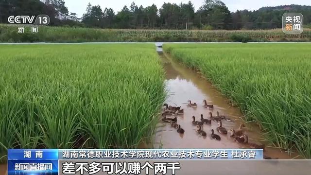 以虫治虫、稻鸭模式……村里大学生闯出种粮新路子