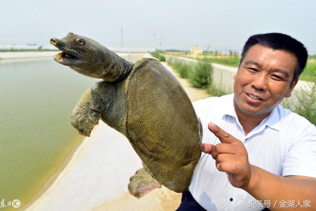 甲鱼的土塘养殖方法有哪些，怎么养甲鱼赚钱，如何养出好甲鱼