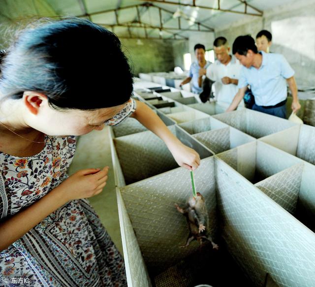 特种养殖界：竹鼠养殖有人挣大钱，有人却说是“骗局”