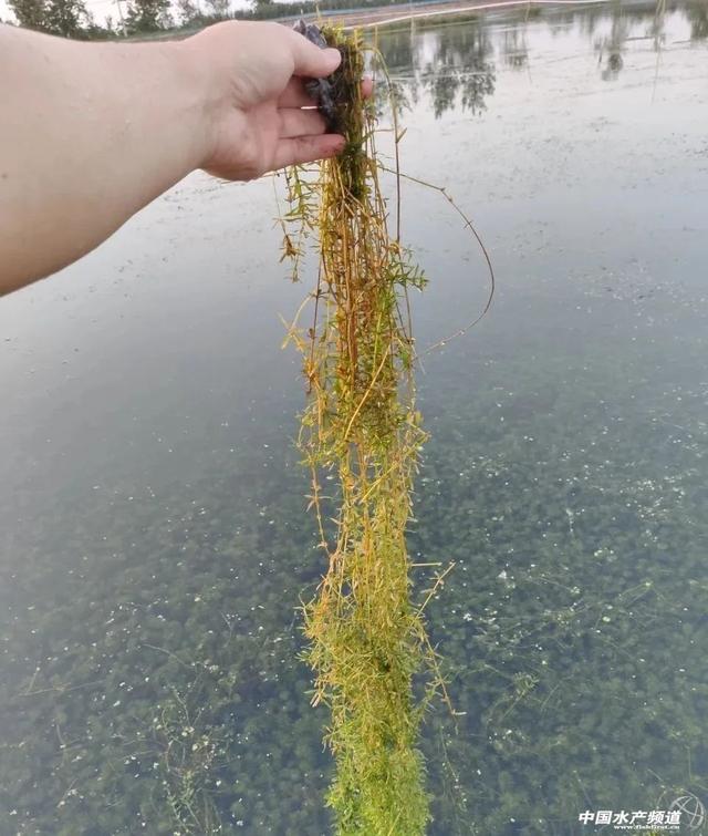 水惨年！部分养殖户损失惨重！虾蟹养殖户如何自救？