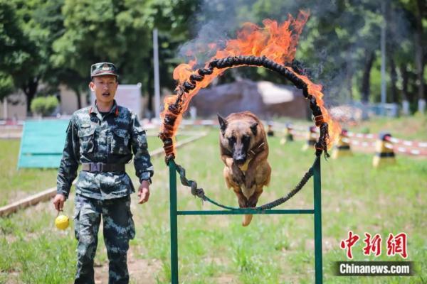 戎装“铲屎官”与在役“汪星人”的一生之约