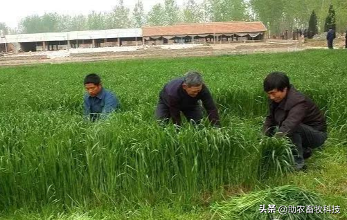 当前种植牧草养鹅的可行性报告（仅供参考）