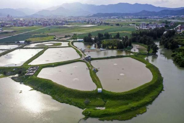 福建福清：鳗鱼淡水养殖助推乡村振兴