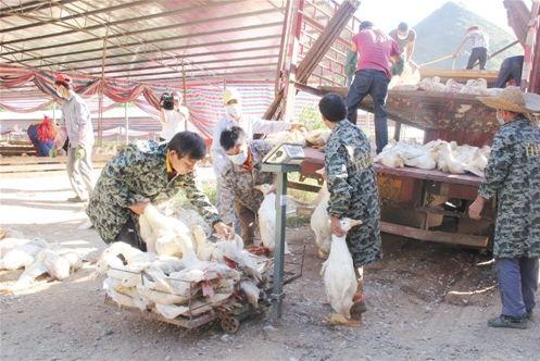 “公司+基地+农户”模式合作养殖肉鸭 贫困户变身养殖大户