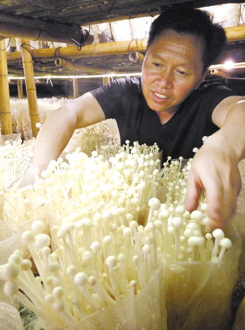 金针菇种植时间及方法 金针菇出菇期肥水管理技术