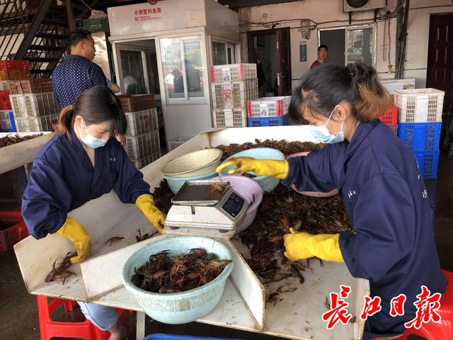 来武汉撮虾子！白沙洲农副产品大市场日批发龙虾100吨