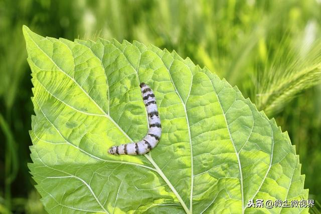 养好2龄蚕需要注意细节管理，掌握8个饲养要点很关键