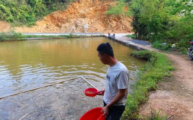 鱼塘养鱼用什么饲料好？推荐四种优质饲料