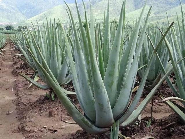 芦荟选这几品种，用点肥养得好，几个月长满盆