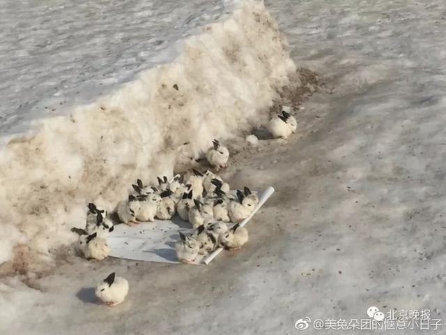 北京欢乐水魔方雪场养兔惹争议，园方：已紧急叫停