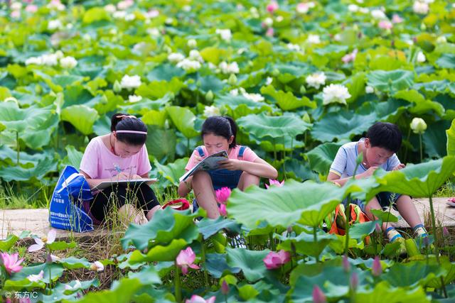 教你4招荷花养殖技巧，技术要领其实非常简单，很容易撑握