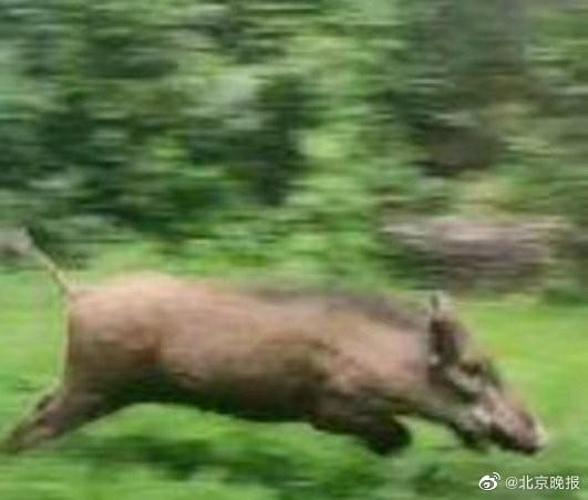 北京石景山一小区野猪出没，多方围捕尚未捉到