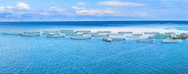 你知道吗?别轻信野生海鲜，这8种海鱼已实现规模化养殖.