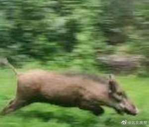 北京野猪养殖场(北京石景山一小区野猪出没，多方围捕尚未捉到)