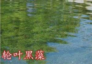 香蒲养殖(不养虾蟹，改种草？这位水草达人，年入千万)