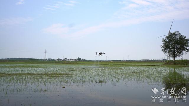 “粮田”变“良田”！应城高标准农田示范区这样建