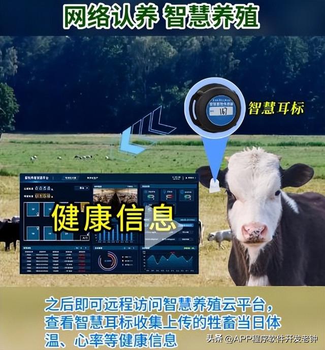 我的牛羊养在“云”上：“90后”创新养殖模式实现年营收7600w