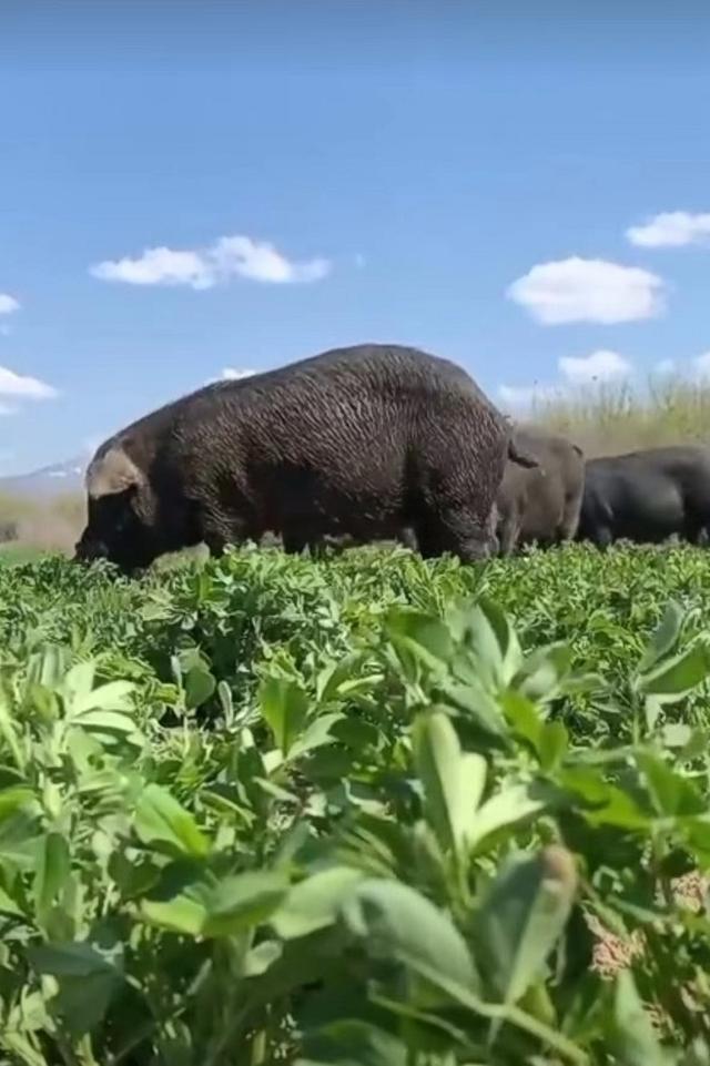 祝俊新：生态养殖藏香猪 带领职工群众走上致富路