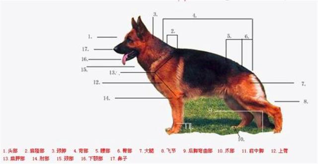 什么是赛级牧羊犬，牧羊犬什么样子