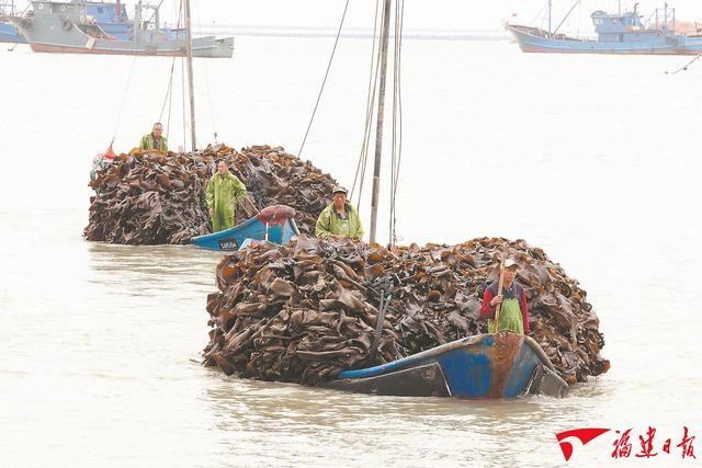 福建有“种”丨一根海带近70年的“进化史”