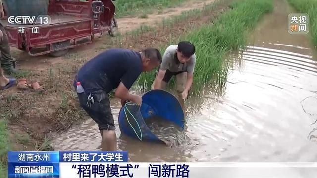 以虫治虫、稻鸭模式……村里大学生闯出种粮新路子