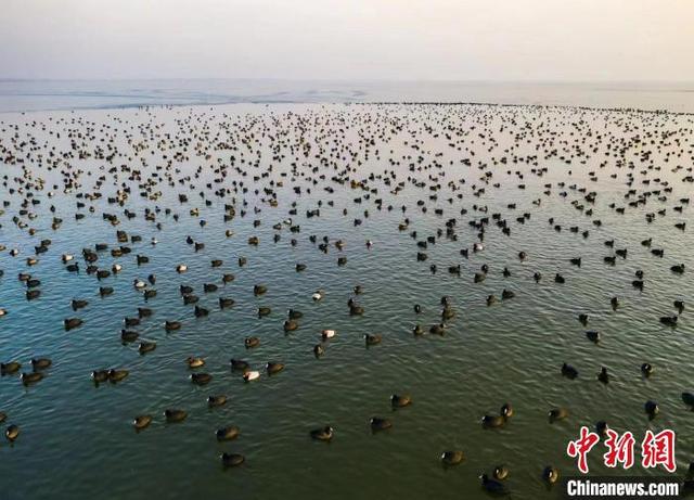 “北方水乡”微山湖已成全球极危物种青头潜鸭繁殖地