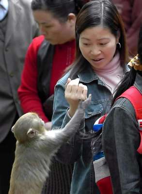 贵州野猪养殖场(半月谈丨局地野生动物“过饱和”，人类当如何和谐共处)