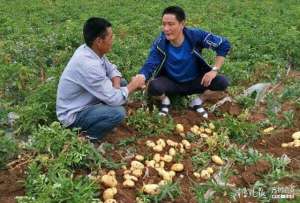 临沂蚂蚱养殖(沂蒙精神在这里生根开花临沂费城街道新石沟村弘扬沂蒙精神调查)