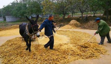 驴肉驴皮价格那么贵，为什么农村养驴的却不多？