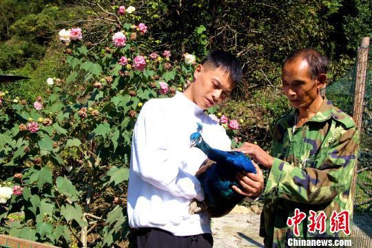 福建山区农民返乡养殖孔雀带动村民致富