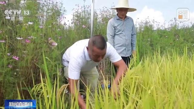 以虫治虫、稻鸭模式……村里大学生闯出种粮新路子