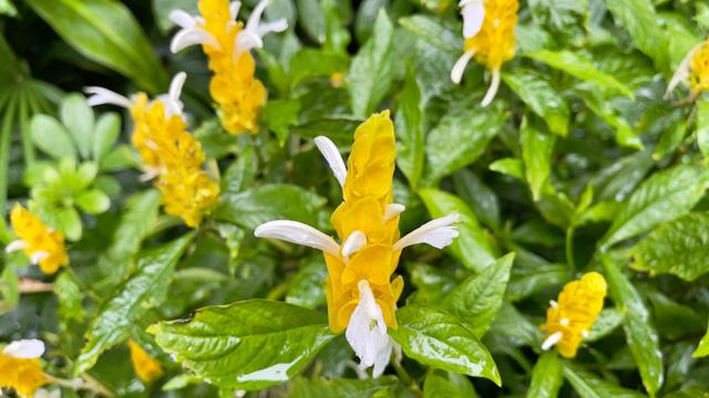 从夏开到冬，广州常见的“小黄虾”花开正盛