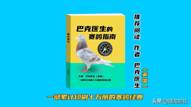 关于鸽子，你知道多少？分享精练鸽经十则