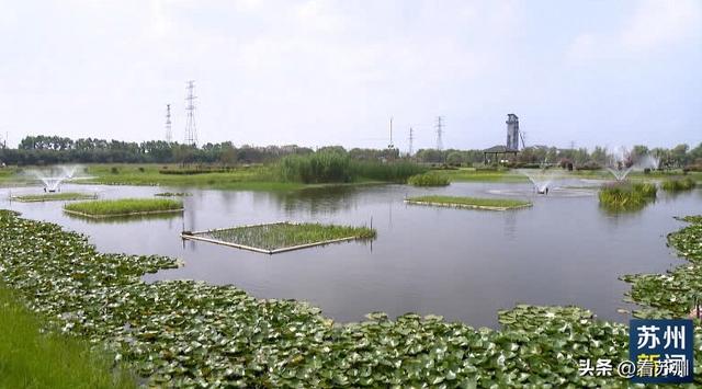 太湖蟹养殖用上高科技设备 苏州积极推动数字乡村建设