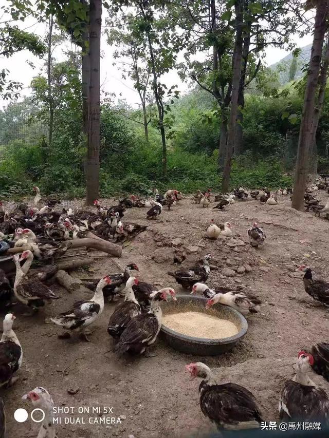 快来看！禹州这个人养了一千多只鸳鸯 ...