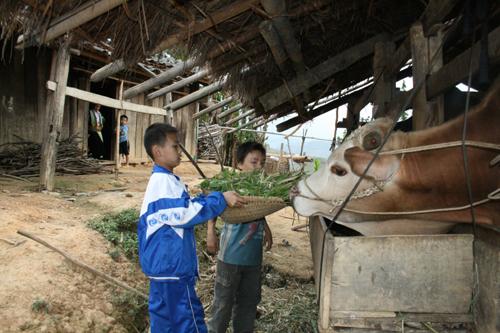 肉牛放养一年真的无法出栏吗？其实有人能做到，只有方法得当