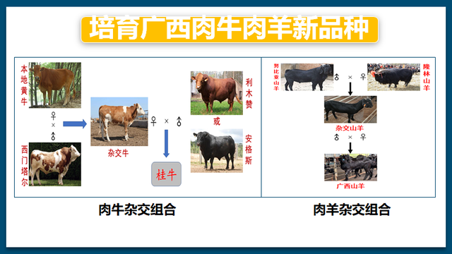 韦英明、黄剑黎：南方牛羊产业需“技术+管理”双轮驱动，让养殖户都赚钱｜专家观察