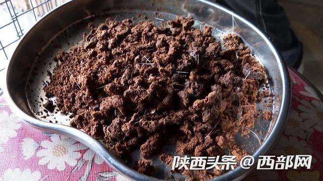 奋进的春天丨汉中佛坪：林麝养殖让绿水青山生“黄金”