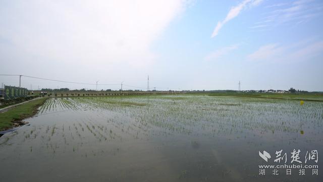 “粮田”变“良田”！应城高标准农田示范区这样建